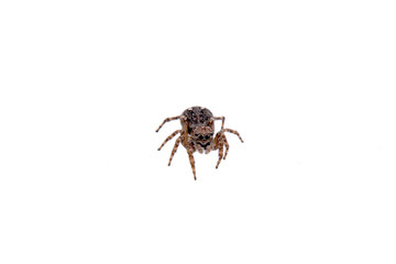 Brown spider on a white background