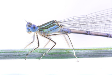 Blue dragonfly sitting on a strw on a white background