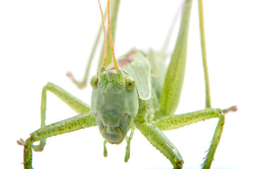 Close-coming green grasshopper on a white background