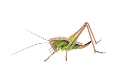 Green brown grasshopper on a white background