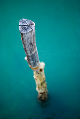 Wood Stick in The Sea