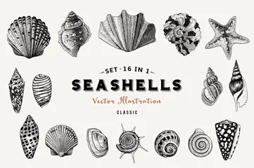 Deurstickers Set of vector vintage seashells. Nine black illustrations of shells on a beige background. © OlgaKorneeva