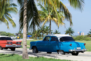 Kuba Havanna roter und blauer Oldtimer parken unter Palmen