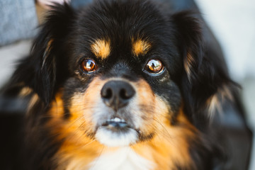 Mixed Breed Small Size Black And Brown Colors Dog