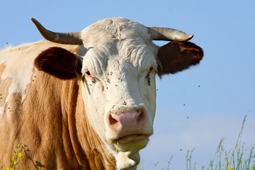 Cow