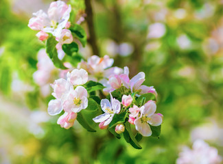Blossoming tree branch