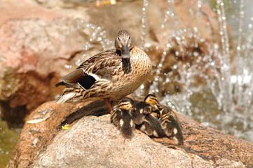 Wild Duck and cubs sit on a rock near the fountain.