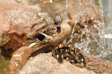 Wild Duck and cubs sit on a rock near the fountain.