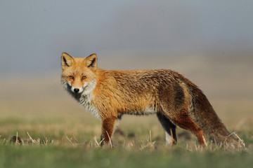 Red fox - 87718308