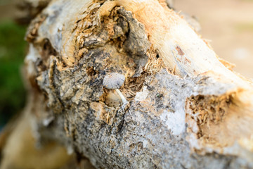 Cluster of tiny mushrooms growing