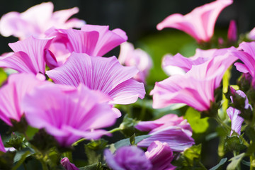 flower a2