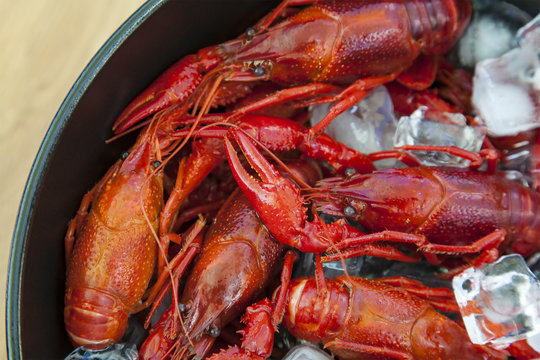 Crayfish on ice close up.