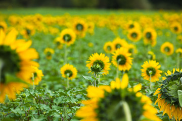 Sunflowers Field