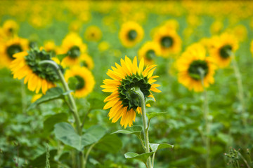 Sunflowers Field