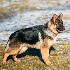 Beautiful Young Brown German Shepherd Puppy Dog Staying