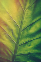 Green leaf background