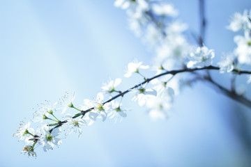 Apple Blossom. Shallow DOF.