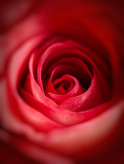 Fototapeta na wymiar closeup of a red rose