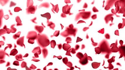 rose petals falling