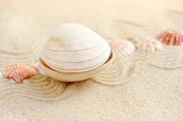 Sea shells with sand as background