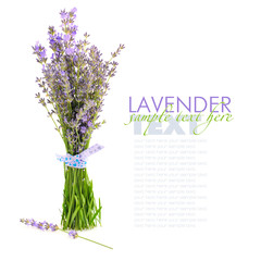 Lavender flowers (Lavandula) isolated on white background