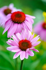Blooming Echinacea purpurea, medicinal herb