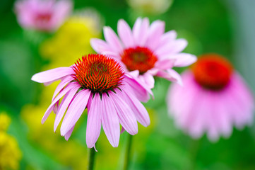 Obraz premium Blooming Echinacea purpurea, medicinal herb