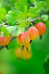 Grows ripe gooseberries on a branch
