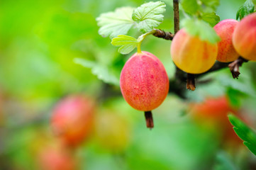 Grows ripe gooseberries on a branch
