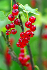 Branch of red currant (Ribes rubrum)