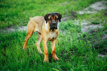 Cane Corso Whelp Puppy Standing On Green Grass