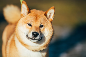 Naklejka na ściany i meble Close Up Beautiful Red Shiba Inu Puppy Dog Staying Outdoor