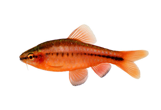 Aquarium fish cherry barb Puntius titteya freshwater  Barbus titteya 