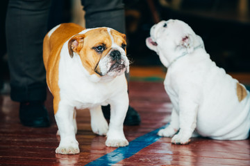 Close Up Young Brown And White English Bulldog Dog
