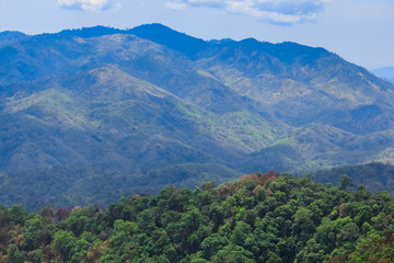 Aerial view of the forest