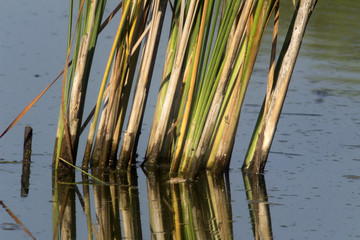Cattails at the water surface/Reflection cattail on the water surface