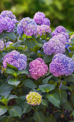 Hydrangea bush in bloom ( Hydrangea macrophylla)
