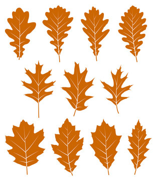 autumn oak leaves