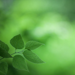 Green Leaves