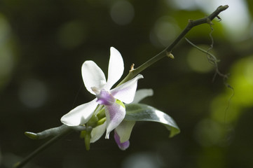 Exotic orchid picture