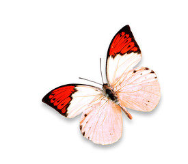 Butterfly Hebomoia glaucippe on the white isolated background