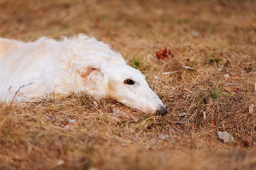 Dog Russian Borzoi Wolfhound Head , Outdoors Spring Autumn Time 