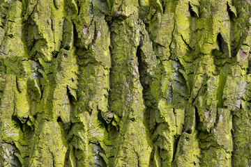 Bark of tree. Seamless Tileable Texture.