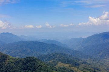 Aerial view of the forest