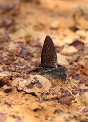 Common Indian Crow butterfly (Euploea core Lucus)