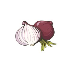 Red onion realistic illustration on white background.