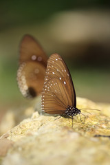 Common Indian Crow butterfly (Euploea core Lucus)