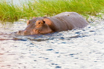 Fototapeta premium Hippopotamus