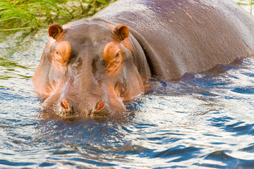Fototapeta premium Hippopotamus