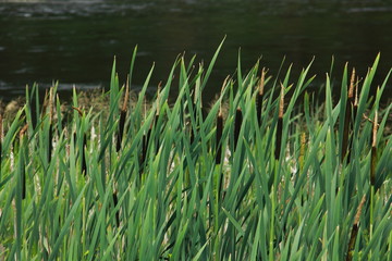 Acorus calamus